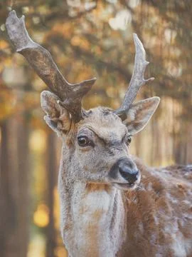 Close Up of Fallow Deer at first light Foto stock