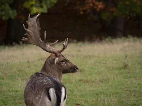 Close up of a fallow deer on a glade Stock Photos