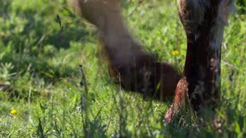 Close-up of a fallow deer grazing in a green meadow Stock Footage 328180795