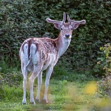 A close up of a fallow deer looking back at the camera, with a shallow dept.. Stock Photos