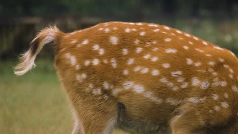 Close-up of a fallow deer pooping 스톡 동영상 137035313