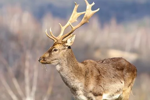 Close up of fallow deer stag in a clearing ( Dama dama ) Stock Photos