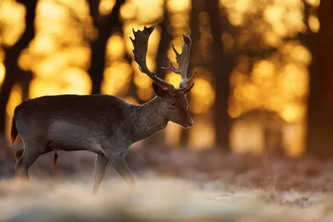 Close-up of a Fallow Deer stag walking against rising sun Stock Photos
