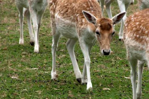 Close-up of a fallow deer walking with herd Stock Photos
