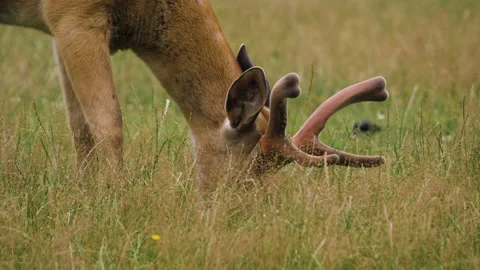Close-up of a fallow deer walking in the meadow and chawing grass Vidéo 137034831