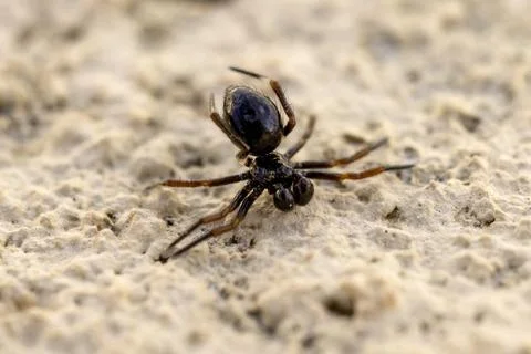 Close-up of a False Black Widow Spider, Steatoda grossa, on a Rough Beige S.. Fotos de archivo