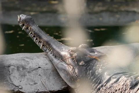 Close up False Gharial was Sunbathing on The Rock Photos