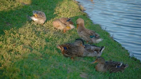 Close up family of beautiful ducks sleeping on green grass on lake shore Stock Footage 118064553