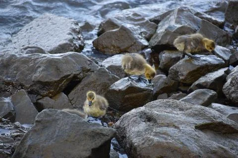 Close up of a family of geese Stock Photos