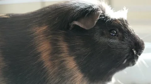 A close-up of a family pet Guinea Pig Stock Video Pond5