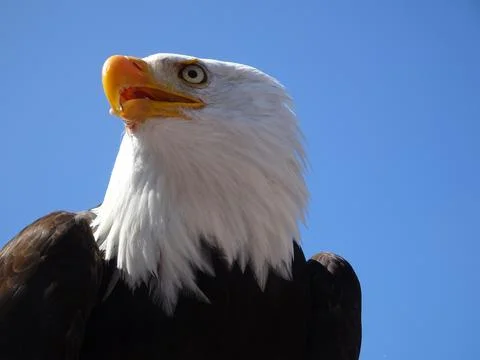 Close-up of the famous American bald eagle Stock Photos