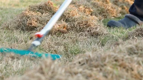 Close-up of fan rake removing dry dead grass from lawn in spring 库存影片 337866825