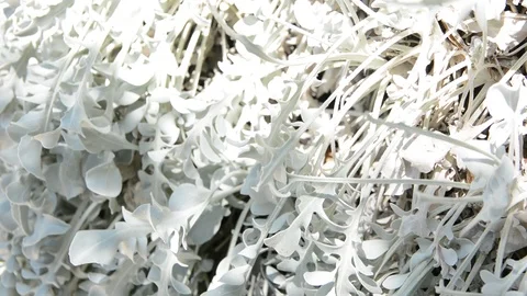 Close-up of the fancy shape of the green grass bush that appeared in the early s Видео 93680358