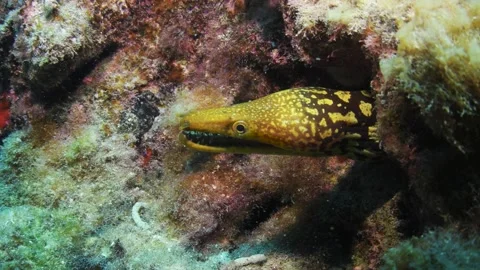 Close-up of fangtooth moray eel (Enchelycore anatina) Видео 330271894