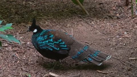 Close up of a fantail bird Stock Footage 246424105