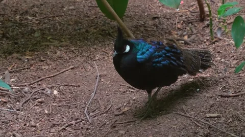 Close up of fantail bird Stock Footage 246547451