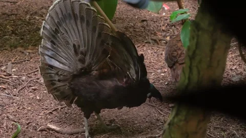 Close up of fantail bird Stock Footage 246589342