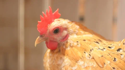 Close-up of a Farm Chicken Hen Stock Footage 35212012