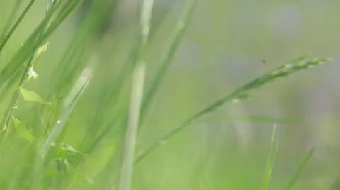 Close up of farm crops Stock Footage 21786976