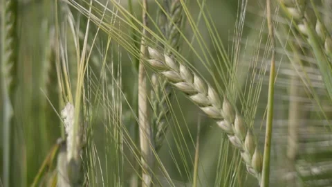Close-up of farm crops. Stock Footage 138487204