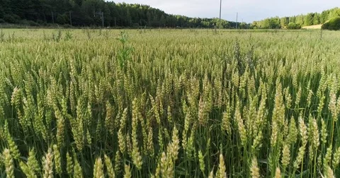 Close up farm field of wheat. Camera moving forward above grass during sunny day Stock Footage 79325494
