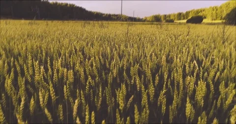 Close up farm field of wheat. Graded slow mo yellow warm scene. Filming forward Stock Footage 79342463