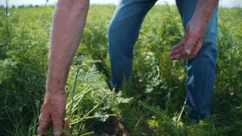 Close up of farm specialist worker pulling out freshly picked carrots and Stock Footage 139123167