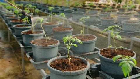 Close up of a farm worker spraying water on young tomato seedlings growing in Stock Footage 325976603