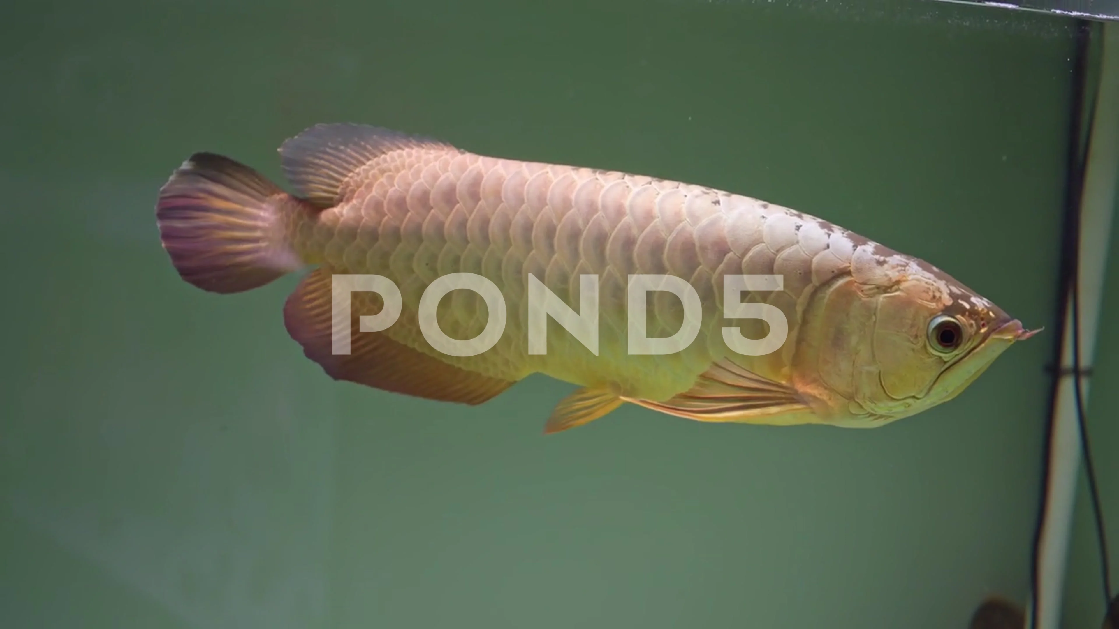 bullet head arowana