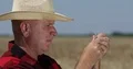 Close Up Farmer Analyze One Ear of Wheat Checking Cereal Plant Carefully 4k or 4k+ Resolution