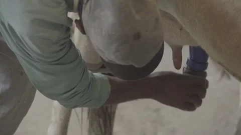 Close-up of Farmer Applying Post-Milking Teat Dip, Organic Farm, Paraty Stockbeeldmateriaal 320632336