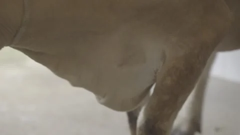 Close-up of Farmer Applying Post-Milking Teat Dip, Organic Farm, Paraty Stock Footage 320632385
