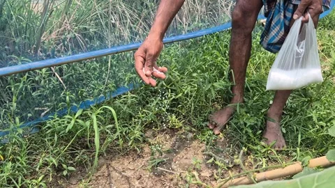 Close Up Of Farmer Applying White Fertilizer Granules To Vegetable Plant Base Stock Footage 341782467