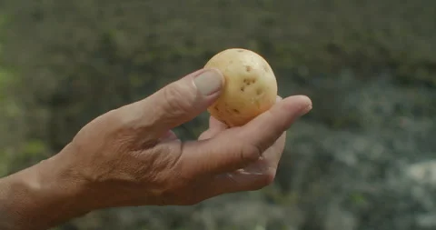 Close-up of a farmer assessing the quality of potatoes, checking the size of the 動画素材 303463896