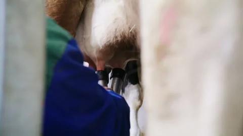 Close-up of farmer attaching automated milking machine to cow udder Stock Footage 341182141