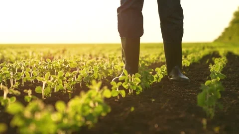 Close-up farmer boots field sunset. work field. Agriculture. fresh vegetable Stock Footage 263679417