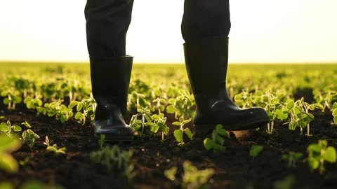 Close-up farmer boots field sunset. work field. Agriculture. fresh vegetable Stock Footage 265760822