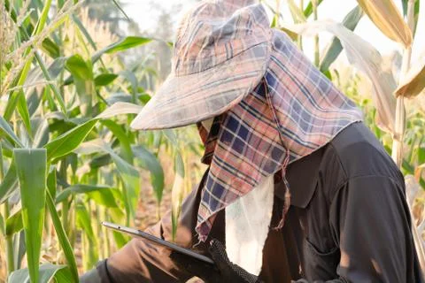 Close up a farmer checking growth of corn Stock Photos