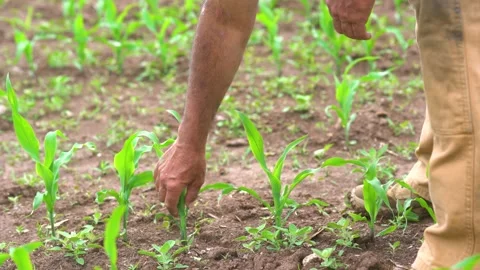 Close-up of a farmer checking his young corn crop Stock Footage 155714763