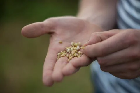 Close Up Of Farmer Checking Wheat Crop In Field Stock Photos