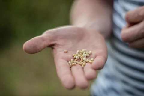 Close Up Of Farmer Checking Wheat Crop In Field Stock Photos