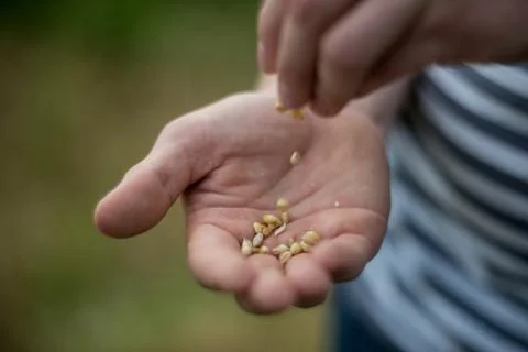 Close Up Of Farmer Checking Wheat Crop In Field Stock Photos