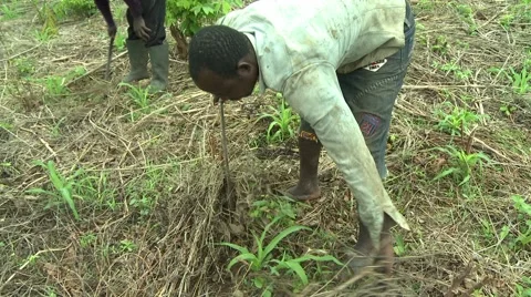 CLOSE UP ON FARMER CLEARING BRUSH WITH MACHETE Stock Footage 59734622