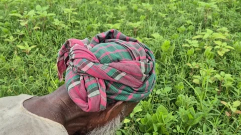 Close Up Of Farmer With Cloth Turban Working Bent Over In Crop Field Stock Footage 341782522
