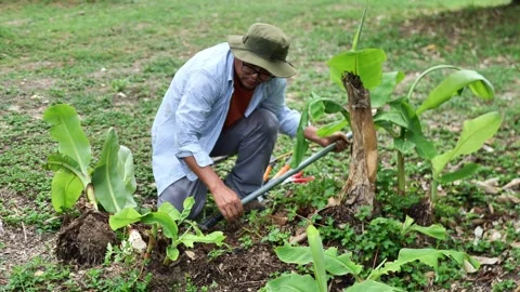 Close-up of a farmer digging and preparing a banana sucker for replanting, repre 库存影片 342338663