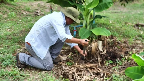 Close-up of a farmer digging and preparing a banana sucker for replanting, repre Stock-Footage 342338664