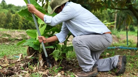 Close-up of a farmer digging and preparing a banana sucker for replanting, repre Stock-Footage 342338685