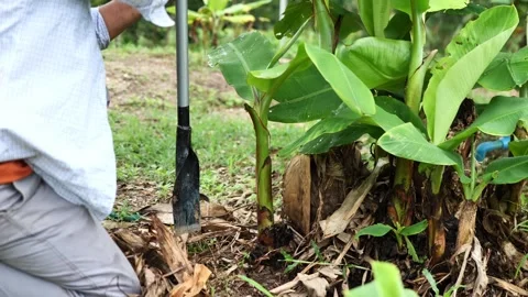 Close-up of a farmer digging and preparing a banana sucker for replanting, repre Stock-Footage 342338703