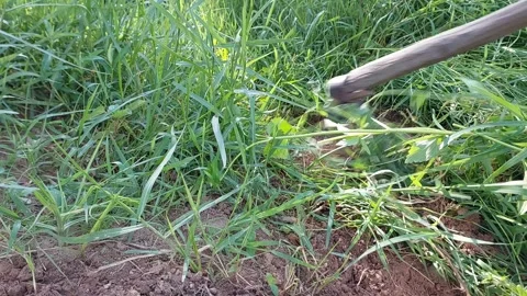 Close Up Of Farmer Digging Grass With Hoe In The Evening Video stock 335532092