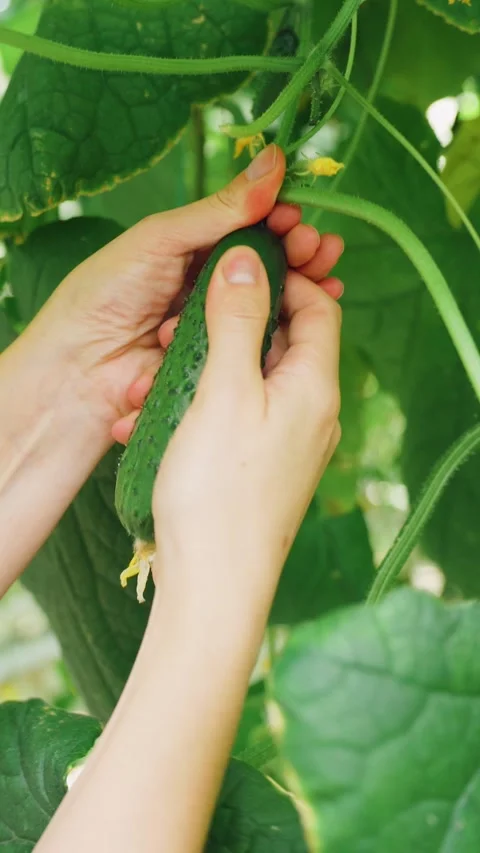 Tear Farmer Stock Videos – Royalty-Free HD & 4K Videos | Pond5